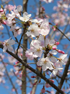 サクラ(桜) (1-1) 薄いピンク色の花(撮影日：2021年3月24日)