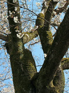 サクラ(桜) (1-3) 太い幹の様子(撮影日：2021年3月24日)