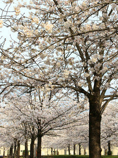 サクラ(桜) (2) 桜並木の様子(撮影日：2022年3月30日)
