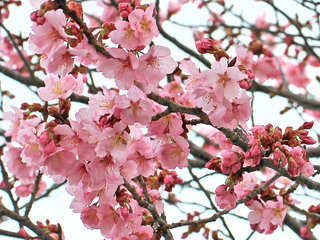 サクラ(桜) (11-1) (撮影日：2022年3月30日)
