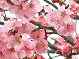 サクラ (桜) (撮影日：2022年3月30日) 