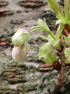 サクラの花軸と果柄 (撮影日:2013年4月8日)