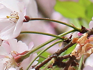 サクラの短い花軸とほとんど無い花軸 (撮影日:2023年4月6日)