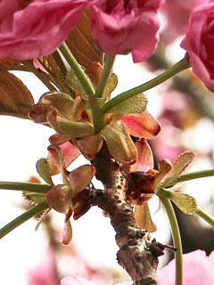 ヤエザクラの苞葉 (撮影日:2021年3月24日)