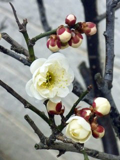 ウメ(梅) (3-1) 白色の花 (撮影日：2012年3月1日) 