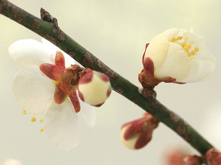 ウメ(梅) (1-3) 白色の花 萼筒の様子(撮影日：2022年3月6日) 