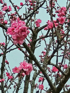 モモ(桃)(2-3) 濃いピンク色の花(撮影日：2022年3月17日) 