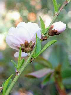 モモ(桃)(1-5) 花柄と萼筒の様子(撮影日：2022年3月17日) 