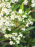 カザンデマリ(花山手毬、崋山手毬) ヒマラヤトキワサンザシ(ヒマラヤ常盤山査子)