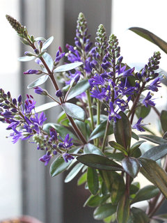 ベロニカ・グレース (ヘーベ)(1-6) 紫色の花 咲き始め 葉の様子(撮影日：2023年12月23日) 