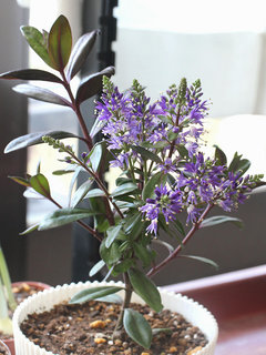 ベロニカ・グレース (ヘーベ)(1-7) 紫色の花  全体の様子 高さ(撮影日：2024年1月4日) 