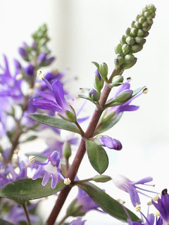 ベロニカ・グレース (ヘーベ)(1-2) 紫色の花 花序の拡大(撮影日：2024年1月4日) 