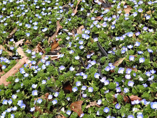 オオイヌノフグリ(大犬陰嚢)(3) 青色の花 全体の様子(撮影日：2022年3月13日)