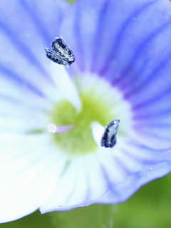 オオイヌノフグリ(大犬陰嚢)(2-1) 青色の花 雄しべと雌しべの拡大(撮影日：2023年4月6日)