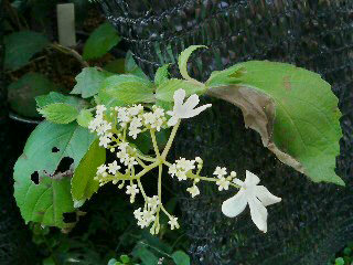 ヤブデマリ (藪手毬)(1-1) 　白色の花 (撮影日：2008年10月2日) 