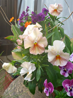 パンジー サンシキスミレ(三色菫)(5-3) 5月のベージュピンク色の花のプランターの様子(撮影日：2014年5月23日) 