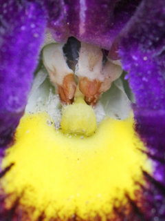 パンジー サンシキスミレ(三色菫)(2-1) 濃い紫色の花 雄しべと雌しべ(撮影日：2024年1月22日) 