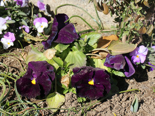 パンジー サンシキスミレ(三色菫)(10) 濃い紫色の花(撮影日：2024年2月11日) 