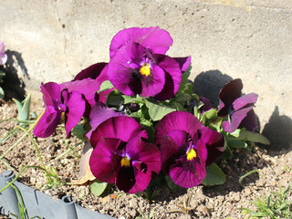 パンジー サンシキスミレ(三色菫)(1-1) 赤紫色の花 全体の様子 高さ(撮影日：2024年2月11日) 