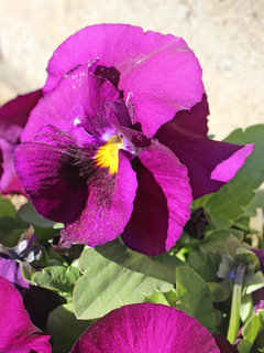 パンジー サンシキスミレ(三色菫)(1-2) 赤紫色の花 5枚の花びらの様子(撮影日：2024年2月11日) 