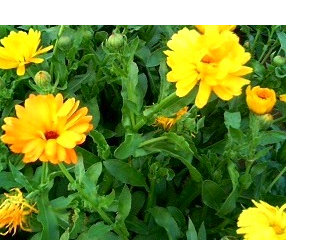 キンセンカ (金盞花) (2) 　黄色の花 (撮影日：2008年4月29日) 