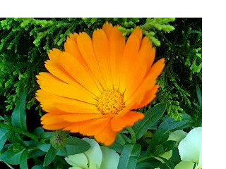 キンセンカ (金盞花) (4) 　オレンジ色の花 (撮影日：2008年4月29日) 