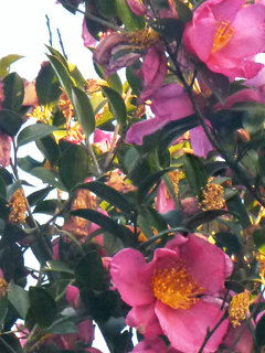 サザンカ(山茶花) (1-2) ピンク色の花 花が散る様子(撮影日：2012年11月14日) 