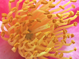 サザンカ(山茶花) (1-3) ピンク色の花 雄しべと雌しべの拡大(撮影日：2023年11月9日) 