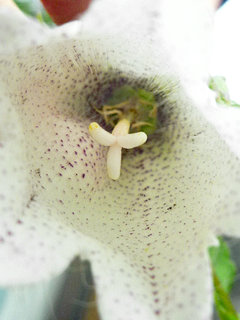 シロバナヤマホタルブクロ (白花山蛍袋) (1-3) 雌性期の花の様子 (撮影日：2013年6月9日) 