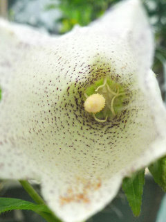 シロバナヤマホタルブクロ (白花山蛍袋) (1-2) 白色の花 雄性期の花の様子(撮影日：2013年6月9日) 