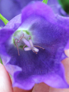 カンパニュラ・サラストロ 青花ホタルブクロ(蛍袋) (1-3) 紫色の花 雌性期の花(撮影日：2023年5月19日) 