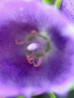 カンパニュラ・サラストロ 青花ホタルブクロ(蛍袋) (1-2) 紫色の花 雄性期の花(撮影日：2023年5月20日) 