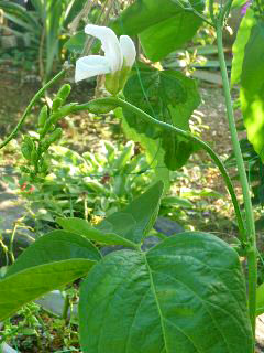 シロナタマメ (白鉈豆) (3-1) 　白色 (撮影日：2012年8月1日) 