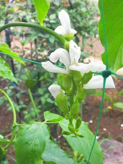 シロナタマメ (白鉈豆) (3-2) 　白色 (撮影日：2012年--月--日) 