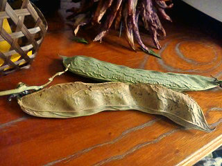 シロナタマメ (白鉈豆) (2-1) 　乾燥させたサヤ (撮影日：2012年1月16日) 
