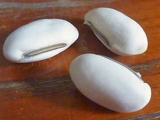 シロナタマメ (白鉈豆) (2-2) 　サヤの中の豆 (撮影日：2012年1月16日) 