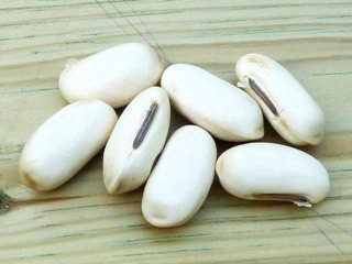 シロナタマメ (白鉈豆) (1-2) 　種まき時の種子 (撮影日：2013年5月21日) 