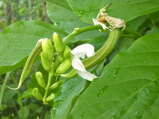 シロナタマメ (白鉈豆) (1-4) 　白色の花と若いサヤ (撮影日：2013年8月7日) 