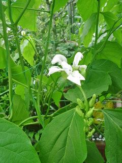 シロナタマメ (白鉈豆) (1-1) 　白色の花 (撮影日：2013年8月5日) 