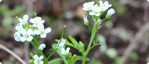 タネツケバナ(種漬花、種付花)