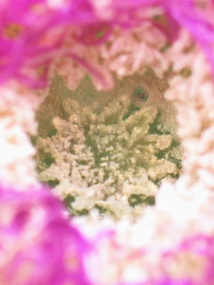 カルポブローツス・キレンシス(1-3) ピンク色の花 雌しべの拡大(撮影日：2023年4月3日 午後2時13分)