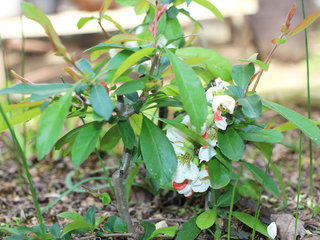 クサボケ(草木瓜)(1-9) 白色、赤色、絞りの花(撮影日：2023年3月28日)
