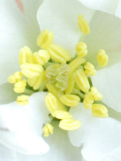 クサボケ(草木瓜)(1-2) 白色、赤色、絞りの花(撮影日：2024年3月30日)