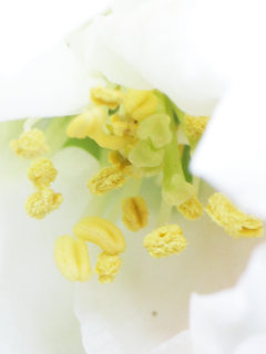 クサボケ(草木瓜)(1-3) 白色、赤色、絞りの花(撮影日：2024年3月30日)