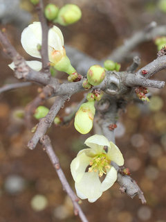 チョウジュバイ(長寿梅)(1-8) 白色の花 冬に咲く様子(撮影日：2024年2月26日) 
