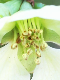 チョウジュバイ(長寿梅)(1-3) 白色の花 雌しべが退化している花(撮影日：2024年3月27日) 