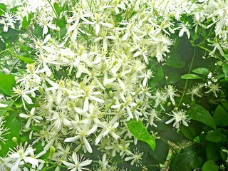 センニンソウ(仙人草)(3-1) 白色の花 全体の様子 育て方(撮影日：2016年09月08日) 