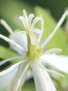 センニンソウ(仙人草)(2-8) 白色の花 雌しべが6本のもの(撮影日：2022年9月30日) 