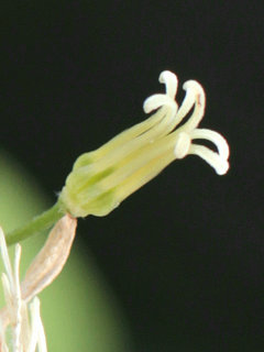 センニンソウ(仙人草)(2-9) 白色の花 雌しべが7本のもの(撮影日：2022年9月30日) 