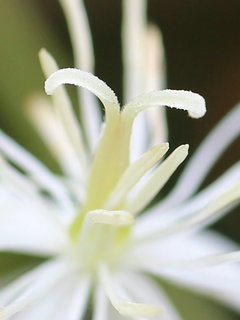 センニンソウ(仙人草)(2-6) 白色の花 雌しべが2本のもの(撮影日：2023年9月16日) 